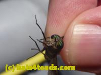 /home//u458753944/public_html/sourcegallery//Insects and small critters/flies (Diptera)/P1070138.JPG